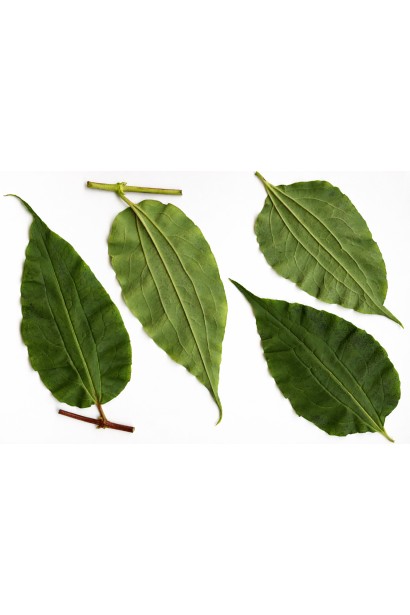 Гептакодіум міконієвидний жилкування листя